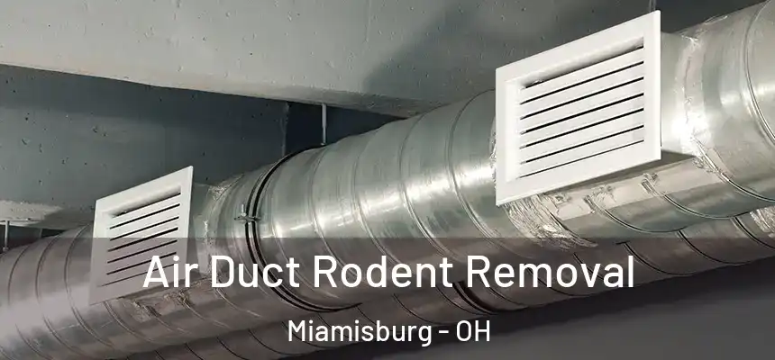  Air Duct Rodent Removal Miamisburg - OH
